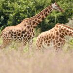 Zwei Rothschild-Giraffen mit weißen Beinen unterhalb des Knies laufen durch hohes, rötliches Gras vor grünen Büschen