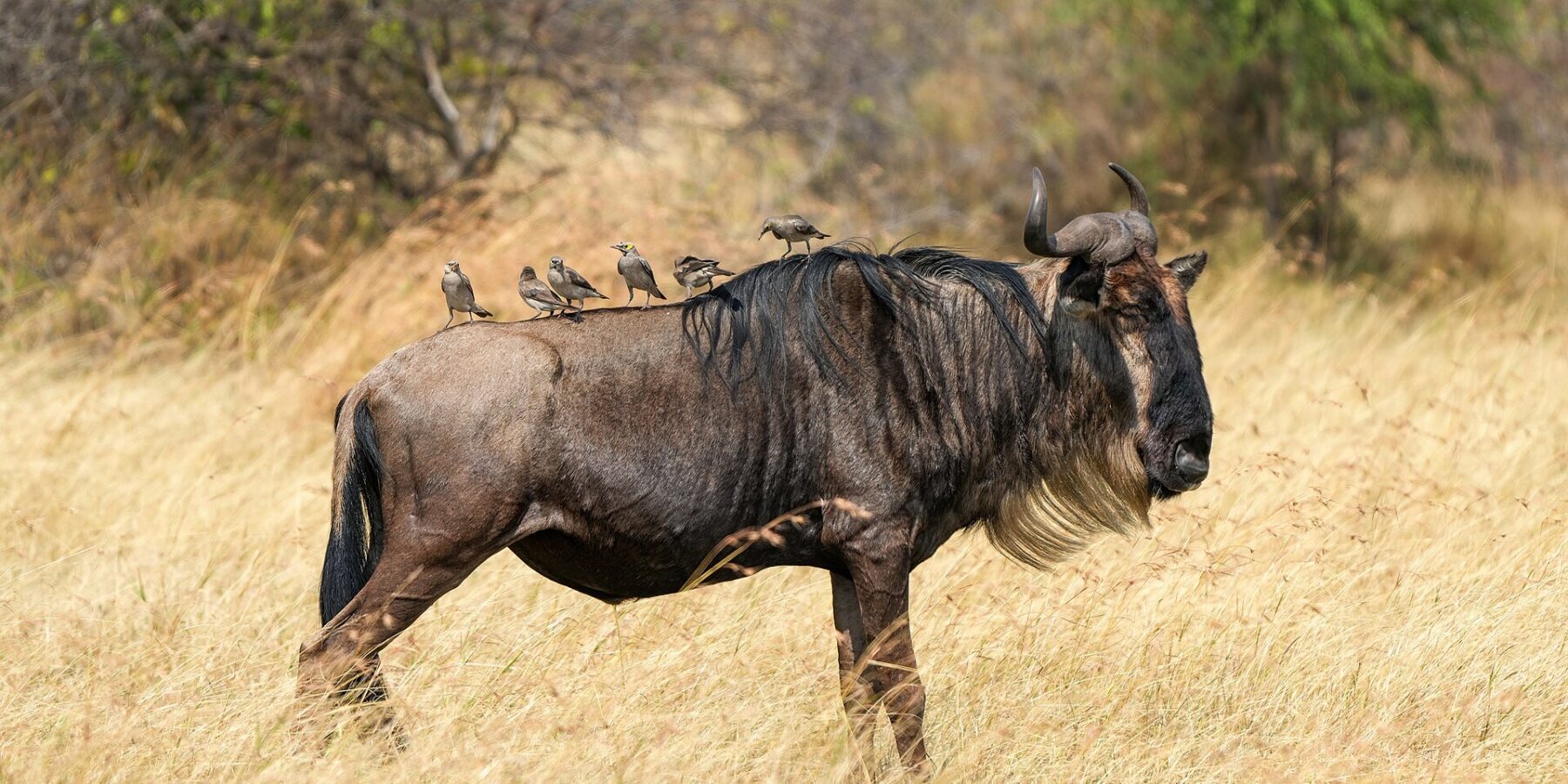 Ein Gnu im Profil im trockenen Gras, mit hellem Bart und schwarzer Mähne, sechs Stare sitzen auf seinem Rücken