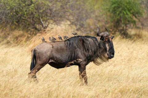 Ein Gnu im Profil im trockenen Gras, mit hellem Bart und schwarzer Mähne, sechs Stare sitzen auf seinem Rücken