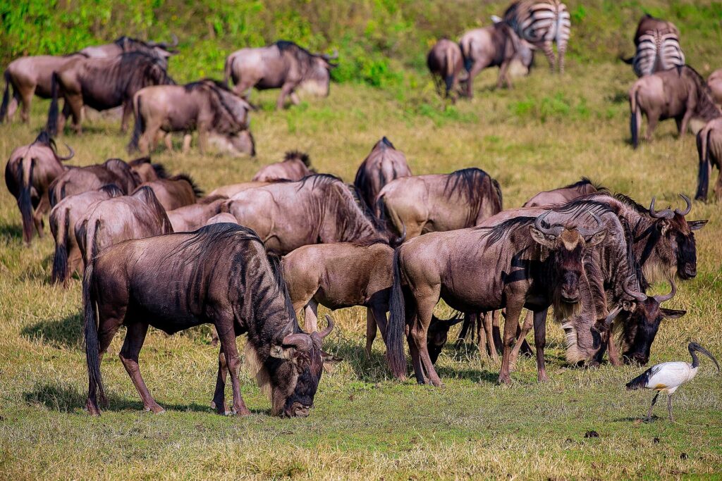 Eine Gnuherde grast im grünen Gras, dahinter zwei Zebras und im Vordergrund ein Heiliger Ibis