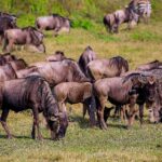 Eine Gnuherde grast im grünen Gras, dahinter zwei Zebras und im Vordergrund ein Heiliger Ibis