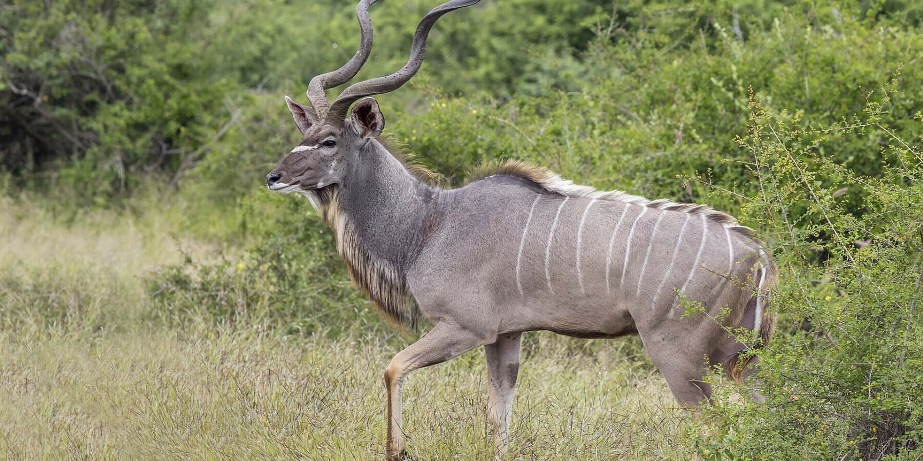 Ein Kudubulle läuft im Profil durch hohes Gras, mit großen Schraubenhörnern, grauem, weiß gestreiftem Fell, einem weißen Winkel zwischen den Augen und einem Bart unter dem Hals