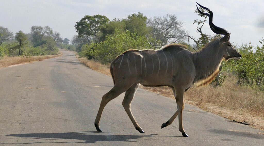 Ein Kudubulle überquert im Schritt eine asphaltierte Straße, die Schraubenhörner aufgerichtet, die graue Flanke weiß gestreift, beidseits trockenes Gras und Busch