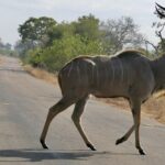 Ein Kudubulle überquert im Schritt eine asphaltierte Straße, die Schraubenhörner aufgerichtet, die graue Flanke weiß gestreift, beidseits trockenes Gras und Busch