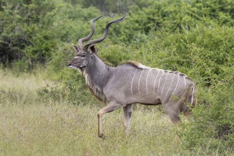 Ein Kudubulle läuft im Profil durch hohes Gras, mit großen Schraubenhörnern, grauem, weiß gestreiftem Fell, einem weißen Winkel zwischen den Augen und einem Bart unter dem Hals