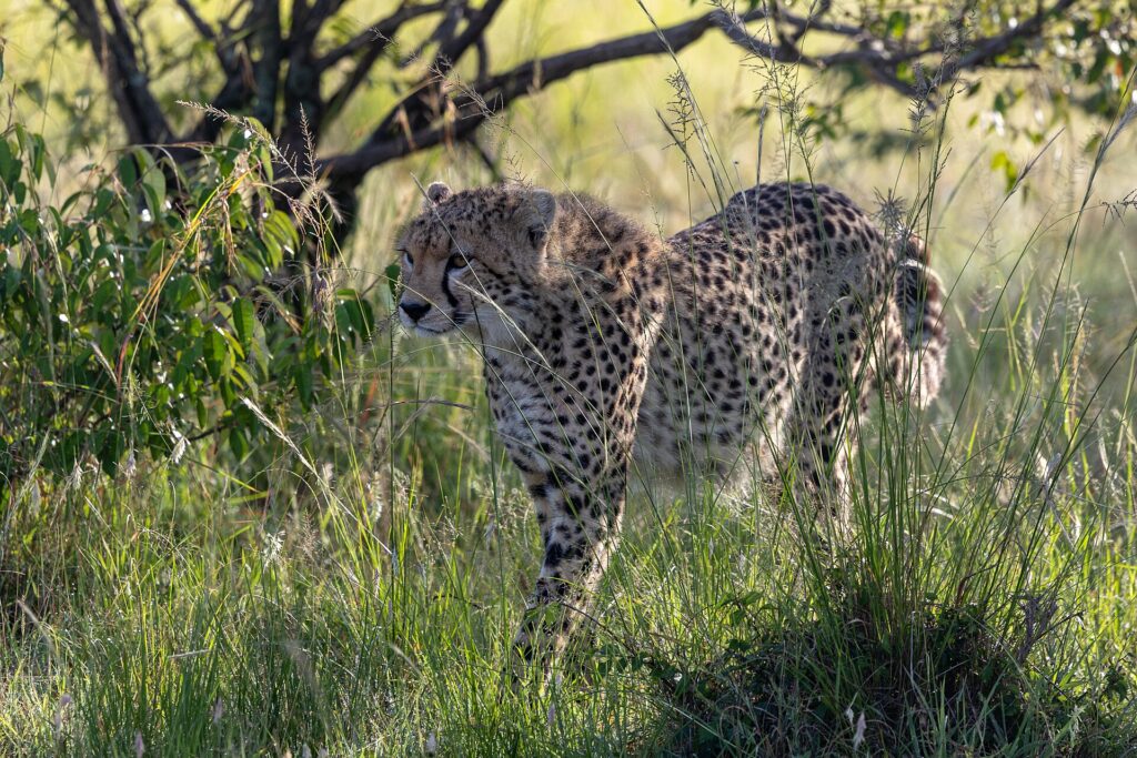 Ein Gepard schreitet im Gegenlicht durch hohes grünes Gras unter einem Busch, den Kopf nach links gedreht