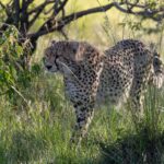 Ein Gepard schreitet im Gegenlicht durch hohes grünes Gras unter einem Busch, den Kopf nach links gedreht