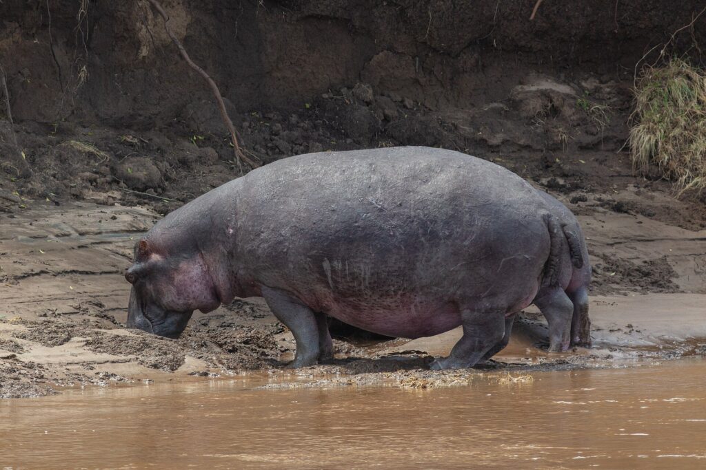 Ein einzelnes Flusspferd steigt aus dem braunen Wasser und läuft mit gesenktem Kopf über das schlammige Ufer, vor einer dunklen Erdböschung