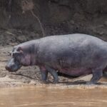 Ein Flusspferd läuft im Profil über das schlammige Ufer am braunen Wasser, vor einer Böschung aus schwarzer Erde mit herabhängenden Wurzeln