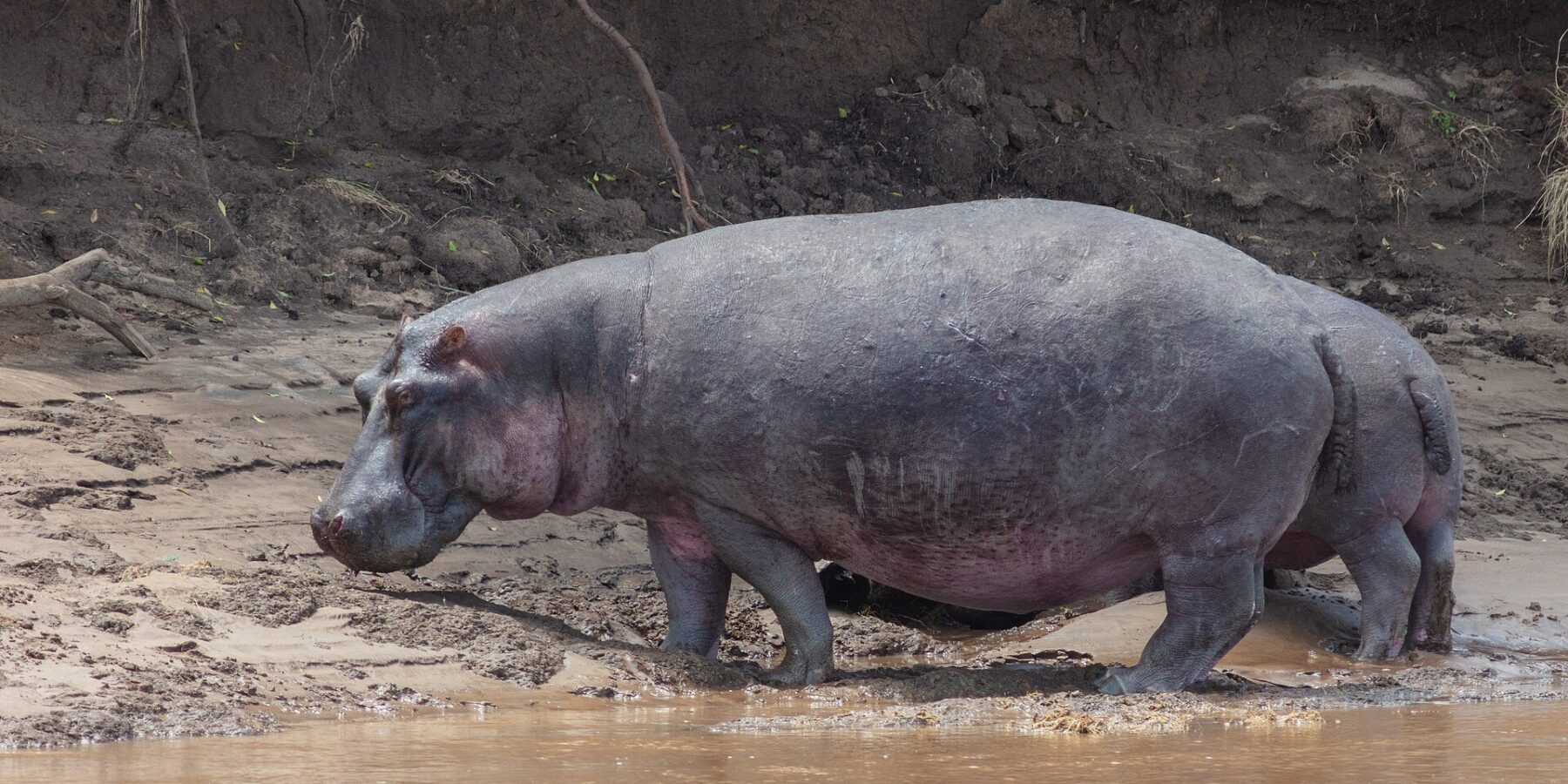 Ein Flusspferd läuft im Profil über das schlammige Ufer am braunen Wasser, vor einer Böschung aus schwarzer Erde mit herabhängenden Wurzeln