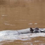Rücken und Kopf eines großen Flusspferdbullen ragen aus dem braunen, schnell fließenden Wasser, Ohren und Auge kaum sichtbar