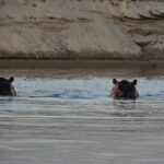 Von zwei Flusspferden ragen nur Augen und Ohren aus dem Wasser des Rufiji, dahinter ein sandiges Ufer