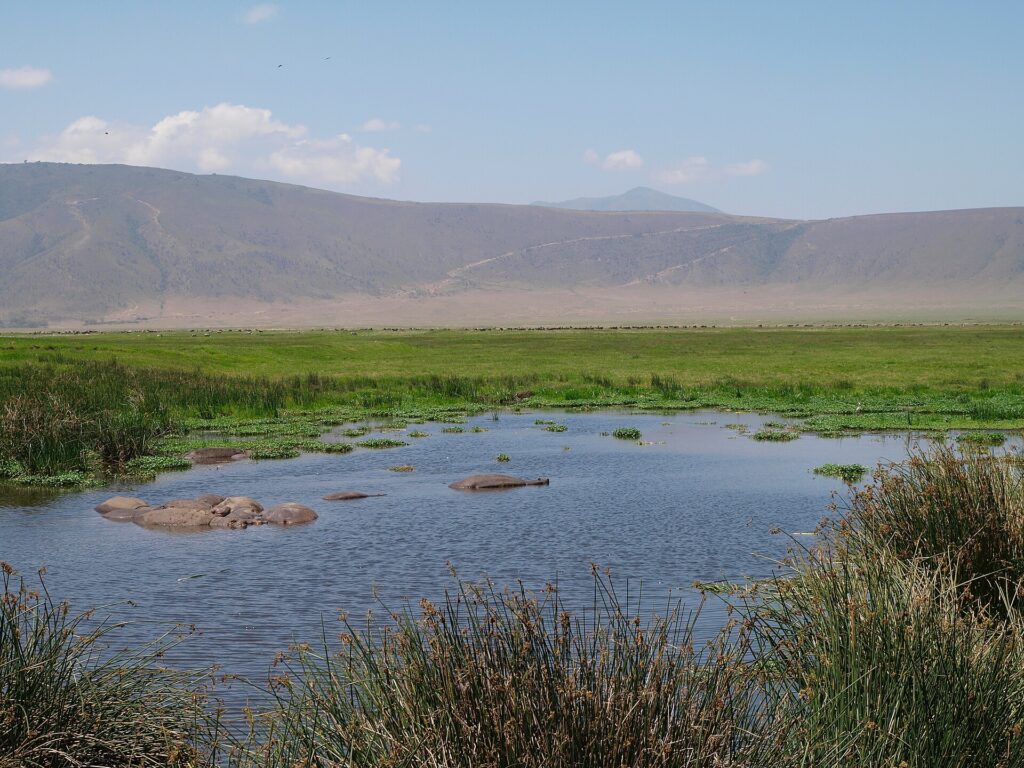 Flusspferde liegen im Wasser eines von Binsen gesäumten Tümpels, dahinter eine Reihe Gnus und die Kraterwand