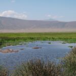 Flusspferde liegen im Wasser eines von Binsen gesäumten Tümpels, dahinter eine Reihe Gnus und die Kraterwand