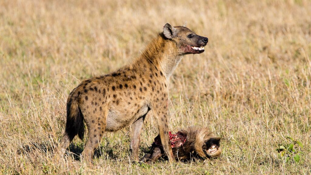 Eine Tüpfelhyäne steht über dem Kopf eines Gnus, die Schnauze blutverschmiert und das Maul halb offen, im trockenen Gras