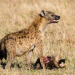 Eine Tüpfelhyäne steht über dem Kopf eines Gnus, die Schnauze blutverschmiert und das Maul halb offen, im trockenen Gras