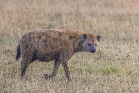 Eine Tüpfelhyäne läuft im Profil durch trockenes Gras und dreht den Kopf zur Kamera, mit abfallendem Rücken und runden Ohren