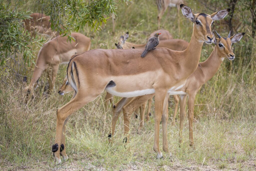Ein Impalaweibchen mit einem Rotschnabel-Madenhacker auf dem Rücken, neben ihm ein junger Bock, dahinter grast die Herde im grünen Busch, die schwarzen Streifen am Hinterteil gut sichtbar
