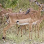 Ein Impalaweibchen mit einem Rotschnabel-Madenhacker auf dem Rücken, neben ihm ein junger Bock, dahinter grast die Herde im grünen Busch, die schwarzen Streifen am Hinterteil gut sichtbar