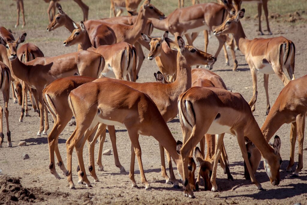 Eine dichte Herde weiblicher Impalas mit rotbraun-weißem Fell, stehend oder mit gesenktem Kopf auf trockener Erde