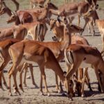 Eine dichte Herde weiblicher Impalas mit rotbraun-weißem Fell, stehend oder mit gesenktem Kopf auf trockener Erde