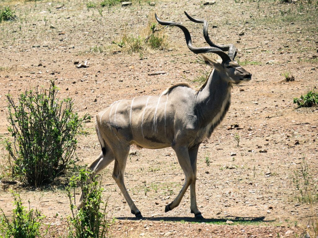 Ein männlicher Großer Kudu läuft über steinigen Boden, mit spiralförmigen Hörnern und feinen weißen Streifen an den Flanken