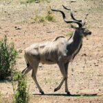 Ein männlicher Großer Kudu läuft über steinigen Boden, mit spiralförmigen Hörnern und feinen weißen Streifen an den Flanken