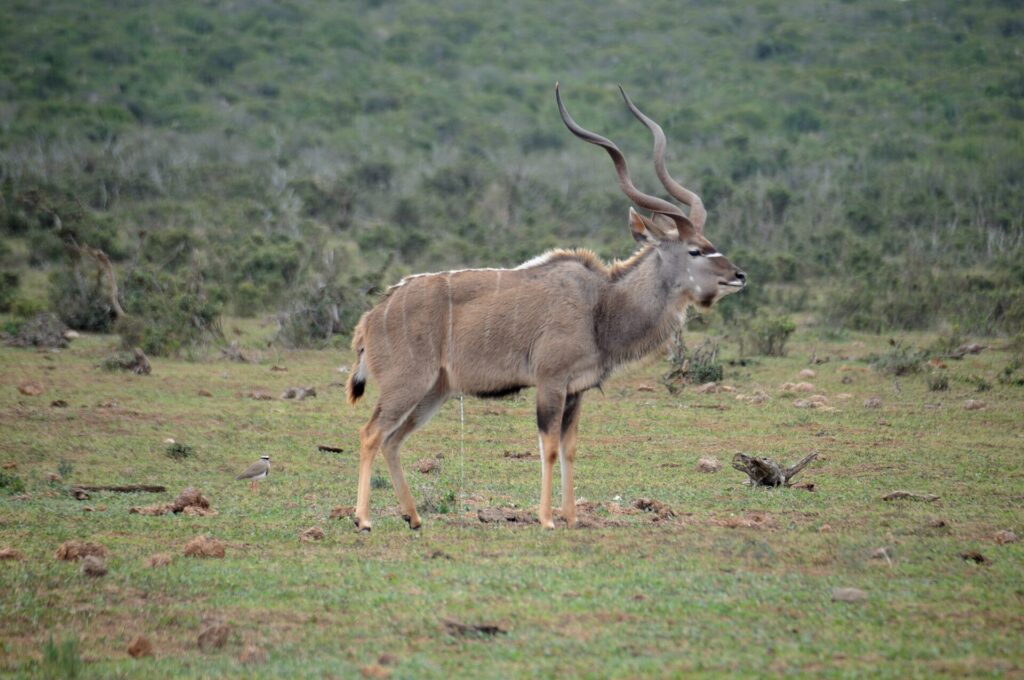 Ein männlicher Großer Kudu im Profil auf kurzem Gras, mit langen, spiralförmigen Hörnern und feinen weißen Streifen an der Flanke, ein Kronenkiebitz am Boden und dichter Busch dahinter