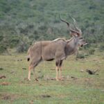 Ein männlicher Großer Kudu im Profil auf kurzem Gras, mit langen, spiralförmigen Hörnern und feinen weißen Streifen an der Flanke, ein Kronenkiebitz am Boden und dichter Busch dahinter