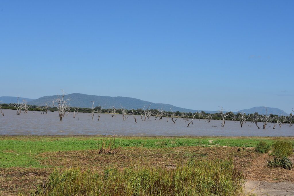 Abgestorbene Bäume ragen aus dem braunen Wasser eines Sees, blaue Hügel am Horizont und ein grünes Grasufer