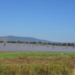 Abgestorbene Bäume ragen aus dem braunen Wasser eines Sees, blaue Hügel am Horizont und ein grünes Grasufer