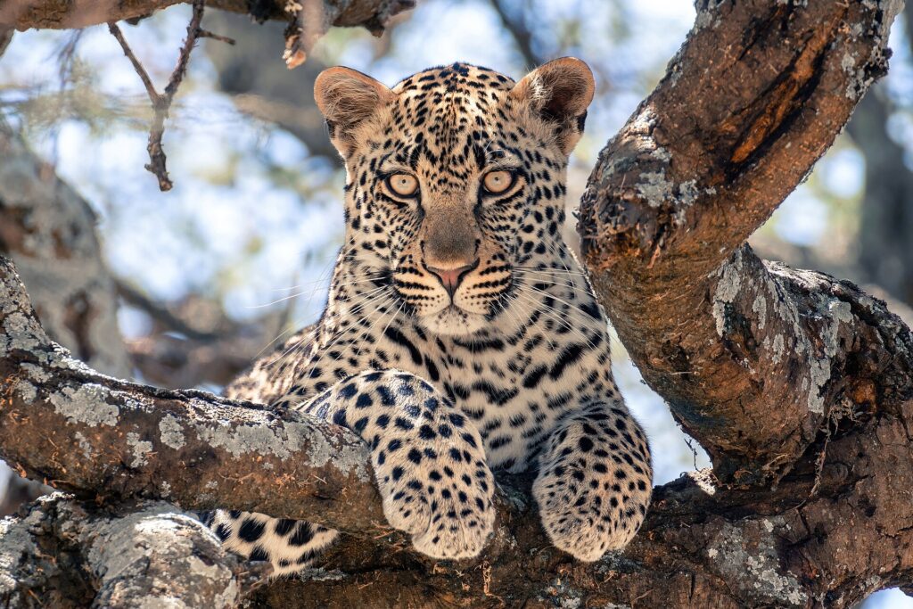Ein junger Leopard liegt auf einem dicken Ast und blickt direkt in die Kamera