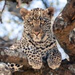 Ein junger Leopard liegt auf einem dicken Ast und blickt direkt in die Kamera