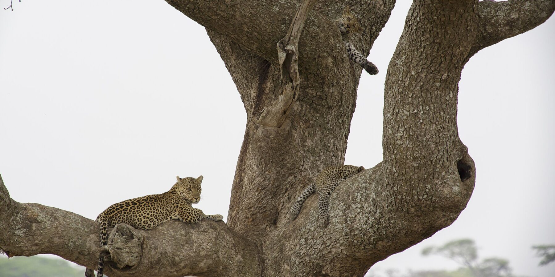 Zwei Leoparden in einem großen Baum, einer liegt auf einem dicken Ast und blickt in die Ferne, ein Jungtier darüber lässt eine Pfote hängen