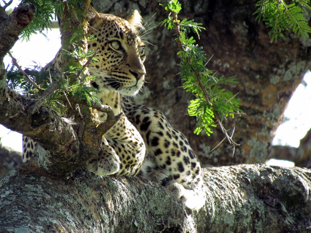Ein Leopard liegt in der Astgabel einer Akazie und blickt nach links, die schwarzen Flecken klar auf dem hellen Fell