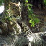 Ein Leopard liegt in der Astgabel einer Akazie und blickt nach links, die schwarzen Flecken klar auf dem hellen Fell