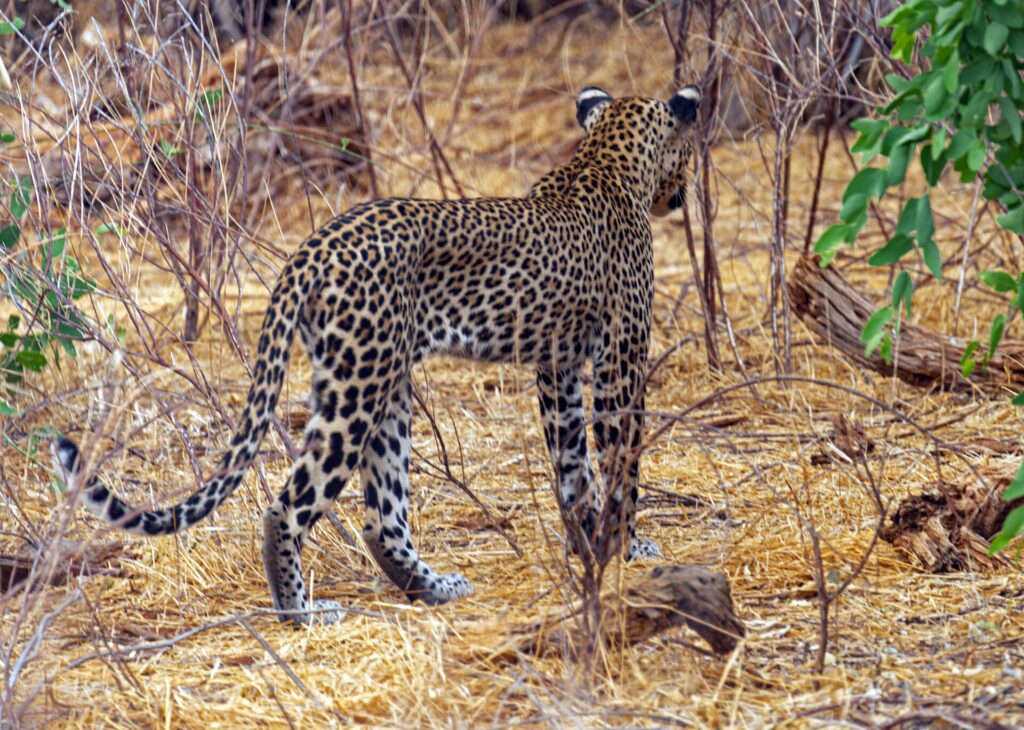 Ein Leopard, von hinten gesehen, entfernt sich im trockenen Gras zwischen kahlen Büschen, den Schwanz zu einer Schlaufe erhoben