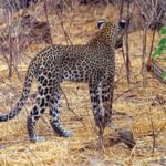 Ein Leopard, von hinten gesehen, entfernt sich im trockenen Gras zwischen kahlen Büschen, den Schwanz zu einer Schlaufe erhoben