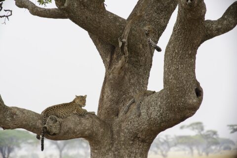 Zwei Leoparden in einem großen Baum, einer liegt auf einem dicken Ast und blickt in die Ferne, ein Jungtier darüber lässt eine Pfote hängen
