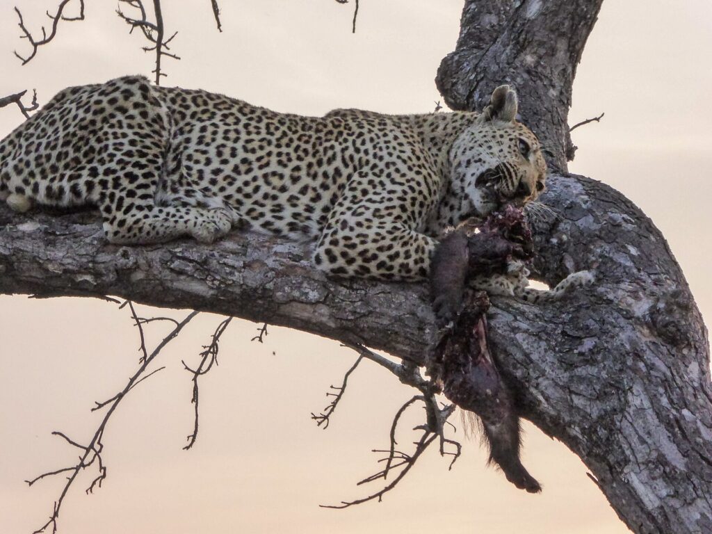 Ein Leopard liegt in der Dämmerung ausgestreckt auf einem dicken Ast und hält eine Beute mit dunklem Fell im Maul, rosa Himmel hinter kahlen Zweigen