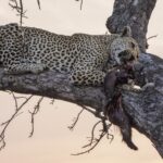 Ein Leopard liegt in der Dämmerung ausgestreckt auf einem dicken Ast und hält eine Beute mit dunklem Fell im Maul, rosa Himmel hinter kahlen Zweigen