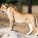 Ein junger Löwe steht im Profil auf einem Termitenhügel, an Bauch und Beinen noch Flecken