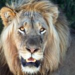 Porträt eines männlichen Löwen von vorn mit dichter blonder Mähne, das Maul leicht geöffnet und die bernsteinfarbenen Augen auf die Kamera gerichtet, dunkles Laub dahinter