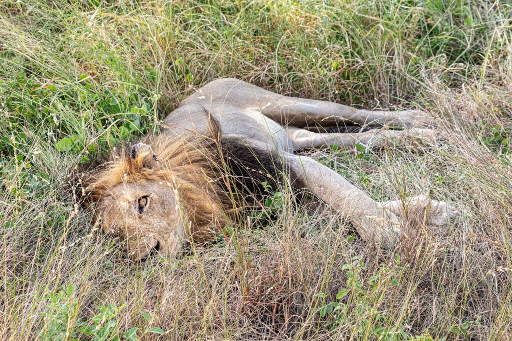 Ein männlicher Löwe mit dunkler Mähne liegt auf der Seite im hohen grünen Gras, ein Auge zur Kamera geöffnet, die Pfoten ausgestreckt