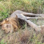 Ein männlicher Löwe mit dunkler Mähne liegt auf der Seite im hohen grünen Gras, ein Auge zur Kamera geöffnet, die Pfoten ausgestreckt