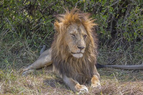 Ein Löwenmännchen liegt im Gras vor einem Busch, die dichte Mähne vom Wind zerzaust, die Augen halb geschlossen