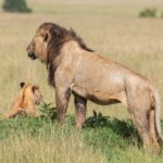 Ein männlicher Löwe mit dunkler Mähne steht im Profil, von Fliegen bedeckt, und blickt über die Ebene, neben ihm sitzt ein Löwenjunges im Gras