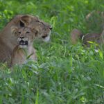 Eine Löwin liegt im hohen grünen Gras, ein Junges mit offenem Maul an sie geschmiegt, eine zweite Löwin dahinter