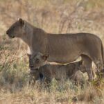 Eine Löwin steht im Profil im trockenen Gras, eine zweite liegt, zu ihren Füßen ein Löwenjunges