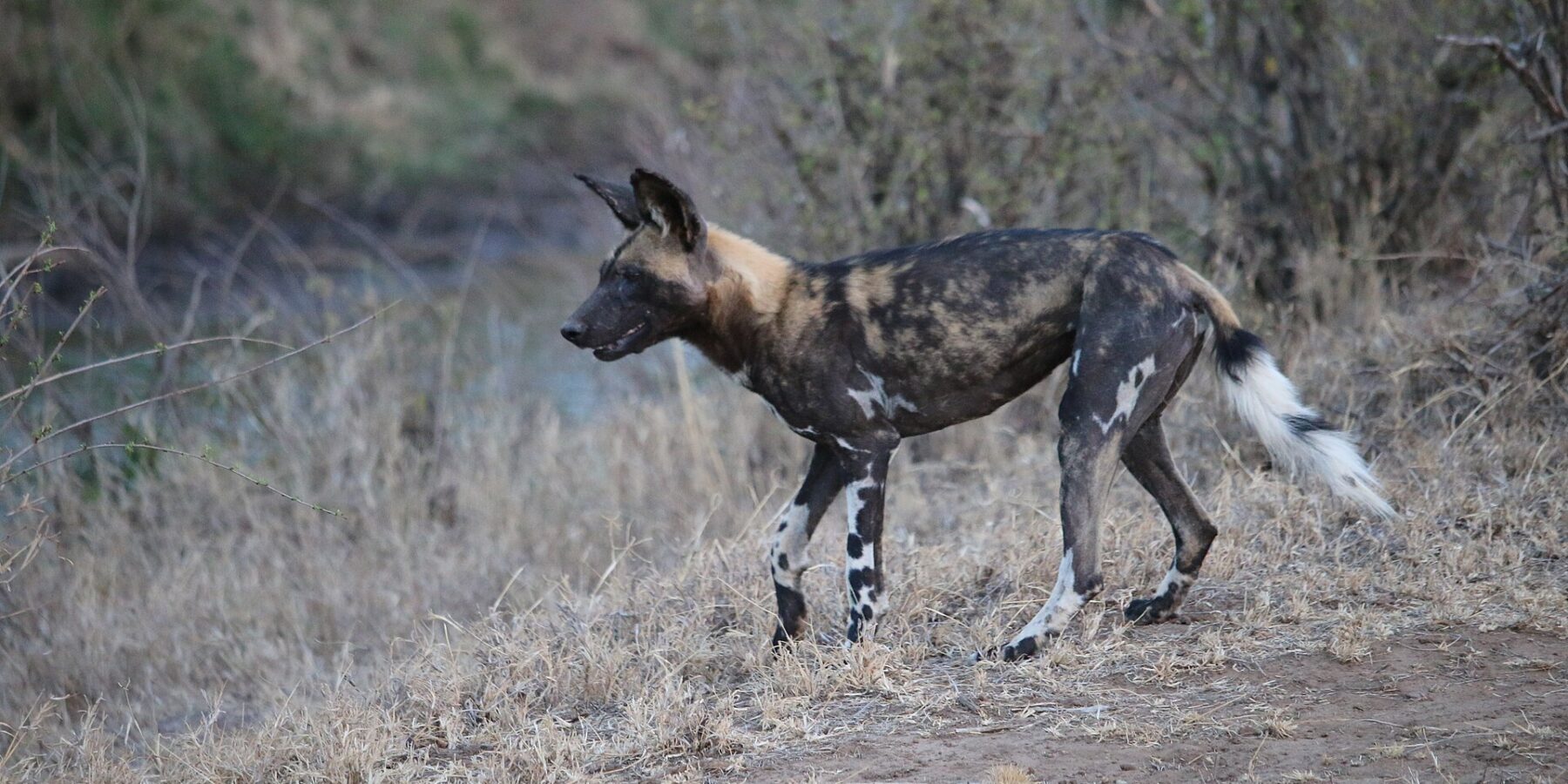 Ein Afrikanischer Wildhund läuft im Profil durch trockenes Gras, das Fell schwarz, gelbbraun und cremefarben marmoriert, die großen runden Ohren aufgestellt und der Schwanz mit weißer Spitze